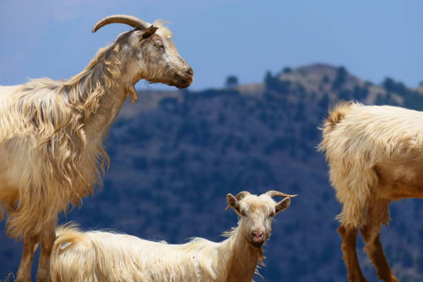 Wild goats roaming freely on Kythira island mountains